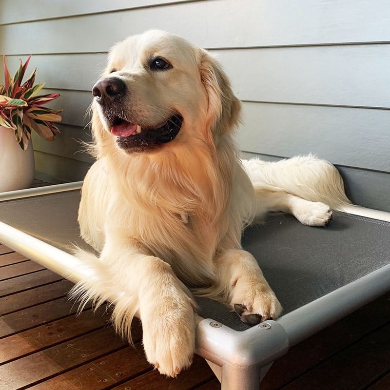 Chewproof Dog Beds