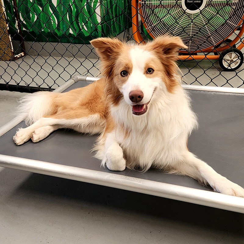 Chewproof Dog Beds