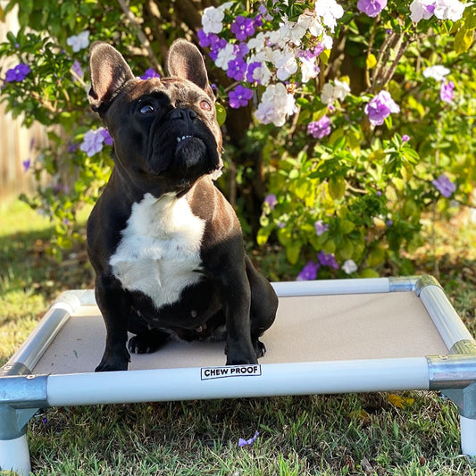 Chewproof Dog Beds