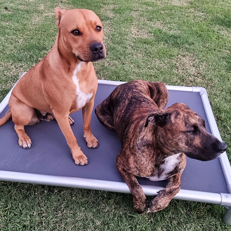 Chewproof Dog Beds