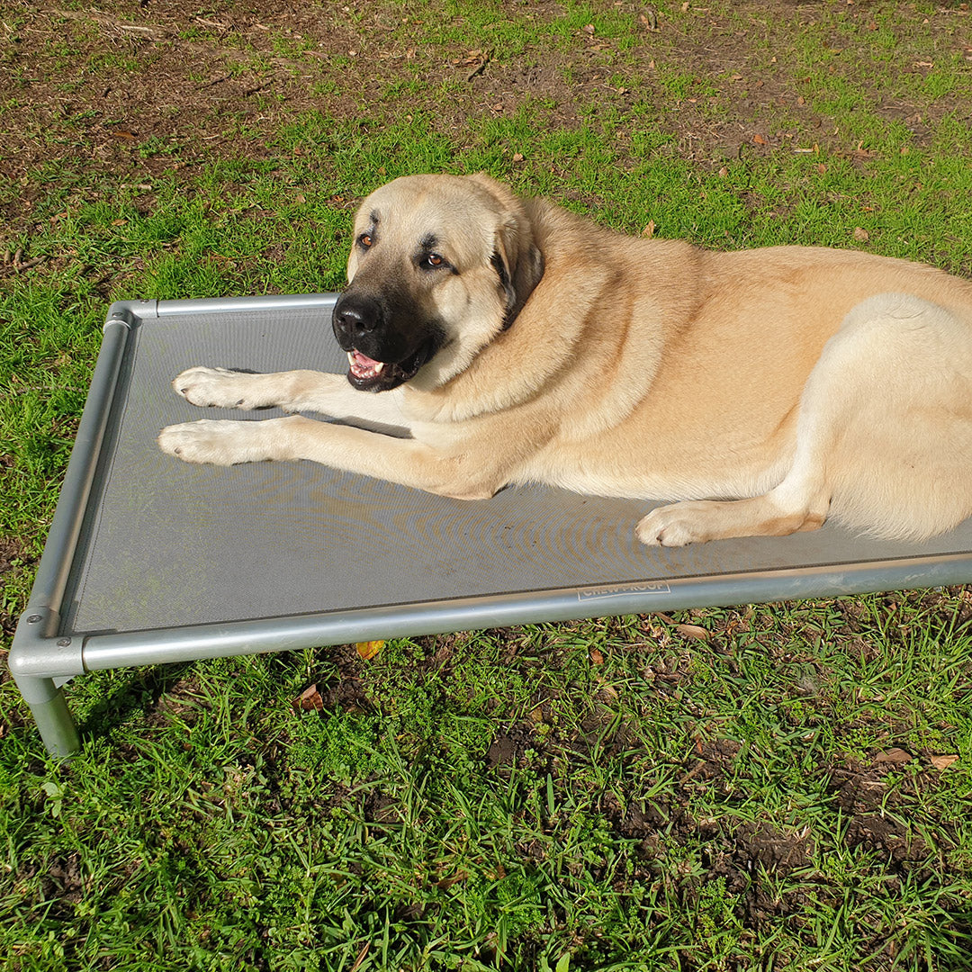 Chewproof Dog Beds