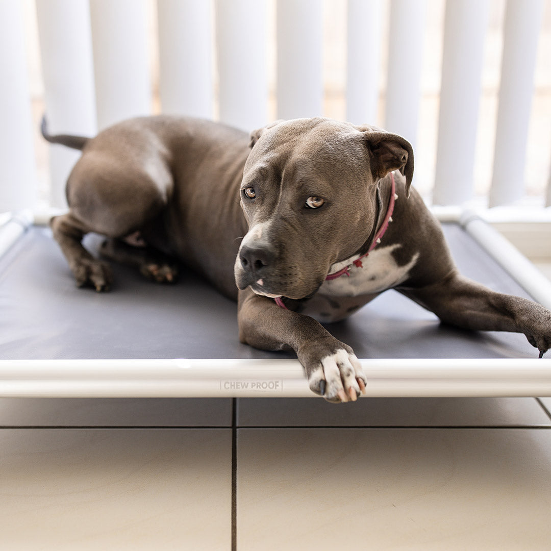 Chewproof Dog Beds