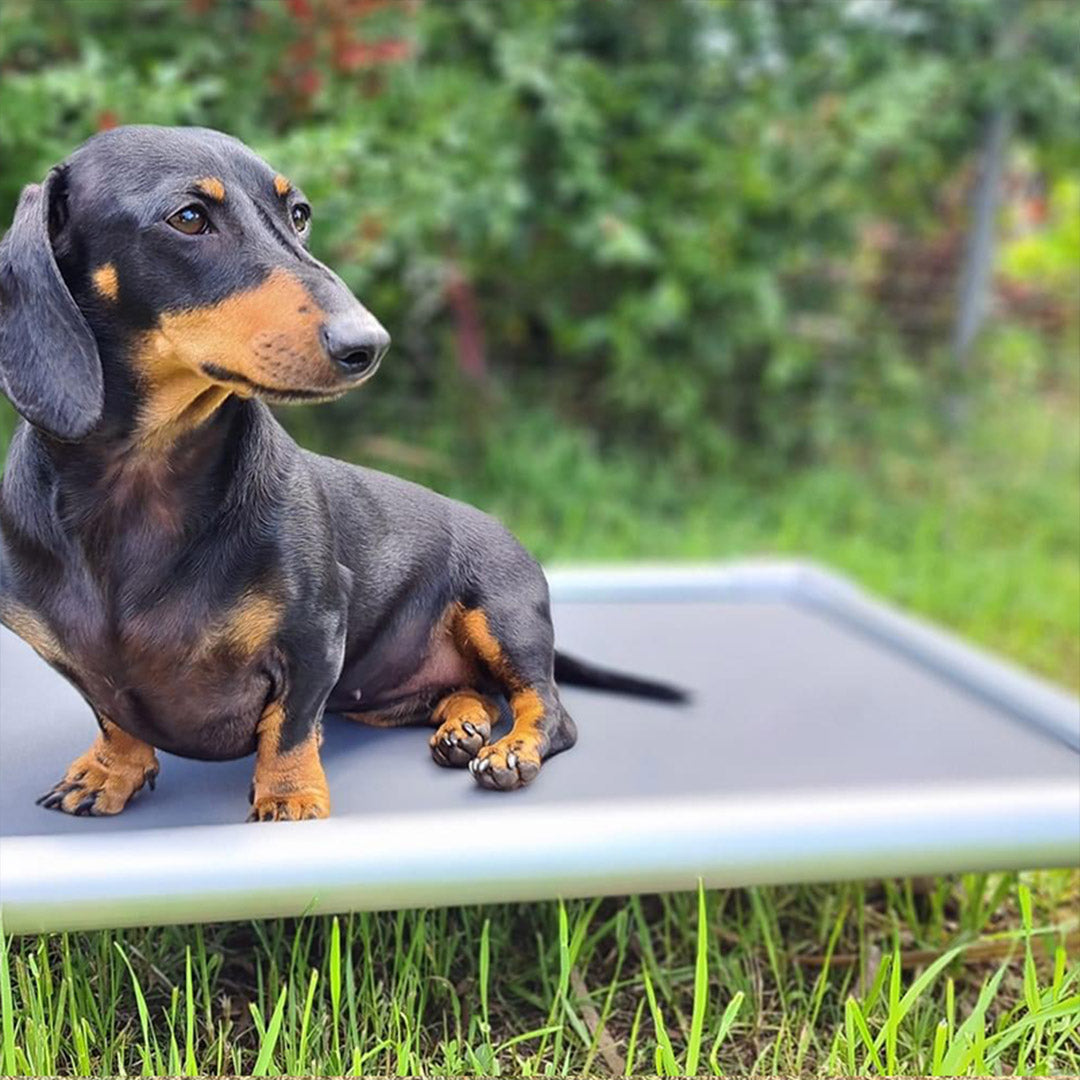 Chewproof Dog Beds