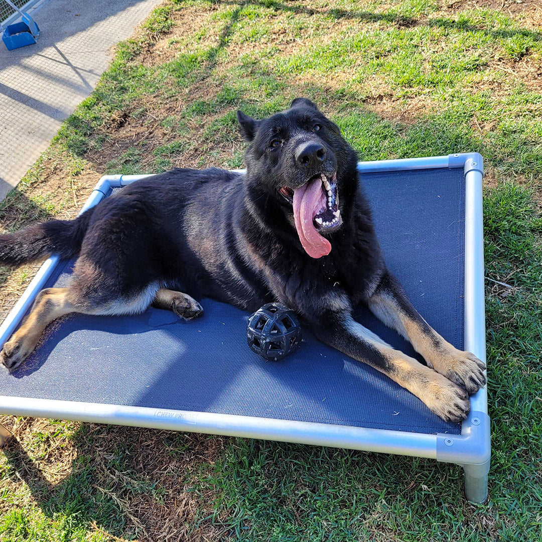 Chewproof Dog Beds